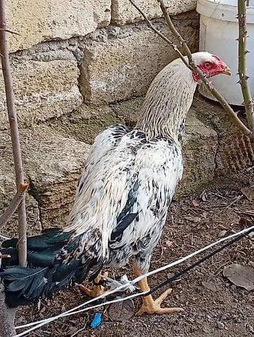 Quşlar: Məhsul: Tovuz quşulu görünüşə sahib, uzunboylu yerli döyüş tipli — 1