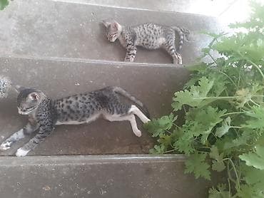 pişiyler: Lənkəranda etibarlı əllərə bala pişiklər🐈🐈🐈sahibləndirilir.Şirin — 1