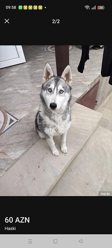 Xaski lalafo.az -da Xaski