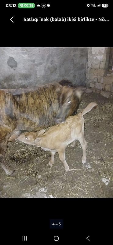 Mal-qara: Super kok iney ve yani balali mal vacap 0553011600 — 9