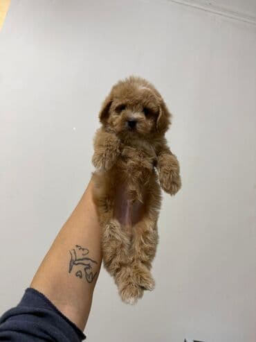 kanqal balası: 2 ay, Erkek, Peyvəndli, Ünvandan götürmə — 7