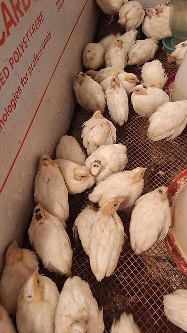 qaz balasi satisi: QİYMƏT 1,50m.20 günlük sağlam bildirçinlər satışdadır. Aktiv, yaxşı — 3