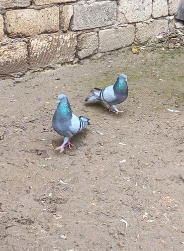 Heyvanlar üçün mallar: Hazir cut erkəy mayadi maya 18 tuk uzun hundur quwdu erkeyde temiz 12 — 3