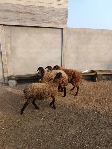 balasina sud vermeyen qoyuna ne deyirler: Qoyunlar – yerli cins, qəhvəyi-qara rəngdə, uzunqulaq, qıvrım yunlu — 2