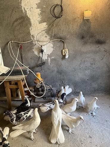 Digər heyvanlar: 12 dene quwdu,ust uste 15 azn tek cut qiymet ferqlidi tam saglam — 5