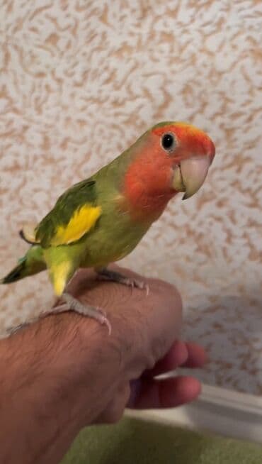 danişan quş: -Əl quşu 3 aylıq hər evin yaraşığı, üzərində 7 rəng var — 2