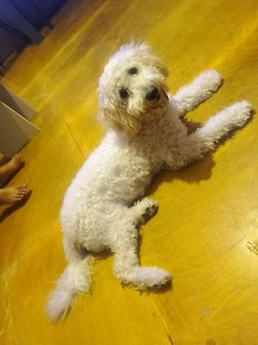 sirin it sekilleri: Pudel, 6 ay, Dişi, Peyvəndli, Ödənişli çatdırılma — 3