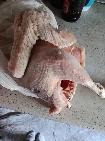 Quş əti: Dondurulmuş bütöv 3 kq hinduska 60 azn satılır. Öz heyetimin — 1