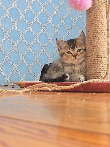 itiler: Oyuncaqlı cızma dirəyi – pişiklər üçün - Material: təbii sizal iplə — 4