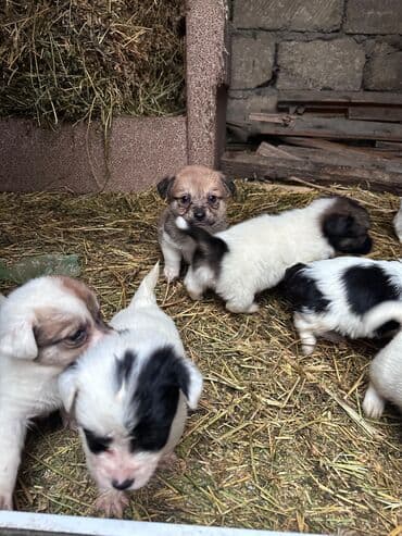 zvanok itler etibarlı əllərə veriril: Zvonok, 2 ay, Dişi, Ünvandan götürmə — 2