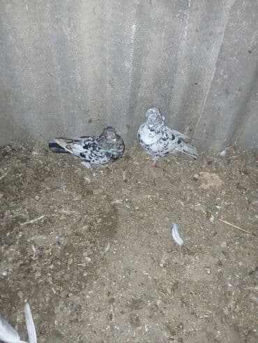 pişik satışı ucuz: Cütlük ev göyərçin - Rəng: xallı-boz və ağ qarışıq, boyun hissəsində — 2