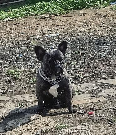 it cinsi: Fransız buldoqu – erkək, pələngi rəng (brindle) kürk, sinəsində ağ — 1