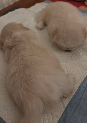 Gəmiricilər: 3 aylıq 2 baladı daşıma qabı, yemək qabı üstündə veriləcək tək təkdə — 2