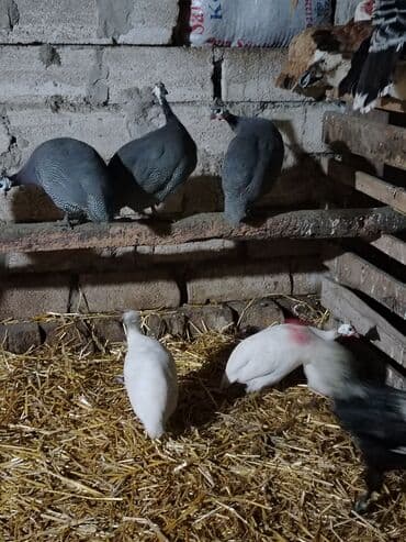 qarderob yuvası giriş zalı: Toyuq, Damazlıq, Ödənişli çatdırılma — 3