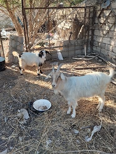 keci sudluk: Satış: 2 baş keçi

- Növ: yerli keçi
Erkey ve dişi — 4