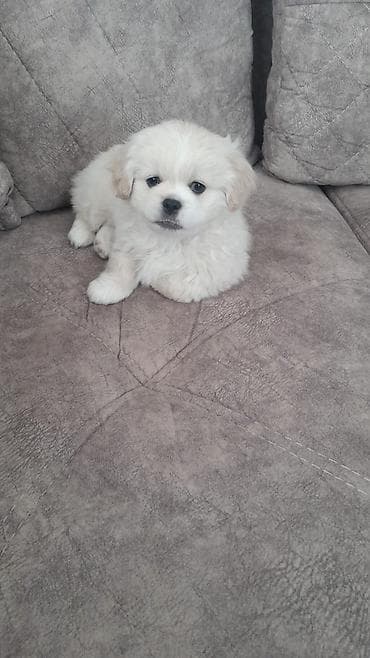 damazliq qoyun satisi: Pekines, 4 ay, Erkek, Peyvəndli, Ödənişli çatdırılma — 5