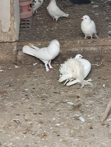 feniks quşu: Məhsul: Bəzəkli göyərçinlər – ağ rəngli, quyruğu yelpikvari Təsvir: - — 3