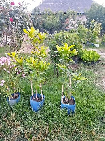 Bağ üçün dekorativ və meyvə/kol bitkiləri – saksıda Məhsul təsviri: - — 5