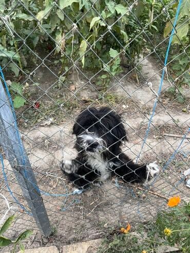 pudeler: 11 ay, Dişi, Peyvəndli, Rayonlara çatdırılma, Ödənişli çatdırılma, Ünvandan götürmə — 2