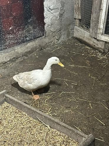 Salam pekin ördəyi dişidi yumurtlayır ünvan goradil kəndi