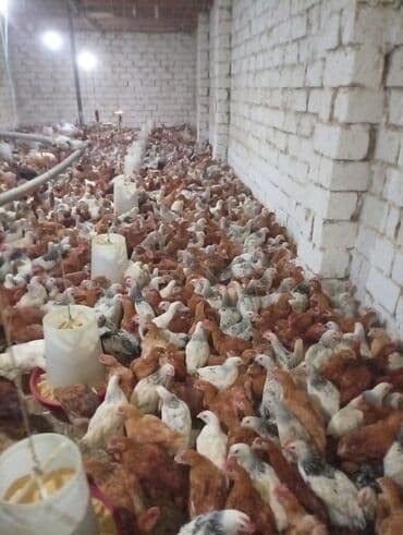 ağ toyuq: Toyuq, Broyler, Ətlik — 2