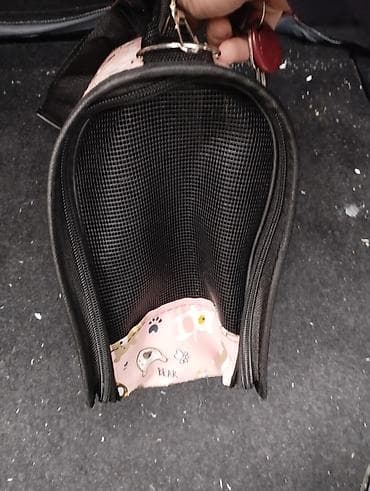 qara pişik: Tecilisatilir — 2