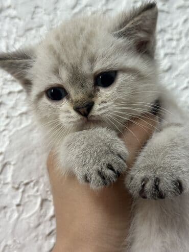 pişiklər: Şotland, Dişi, Ünvandan götürmə — 1