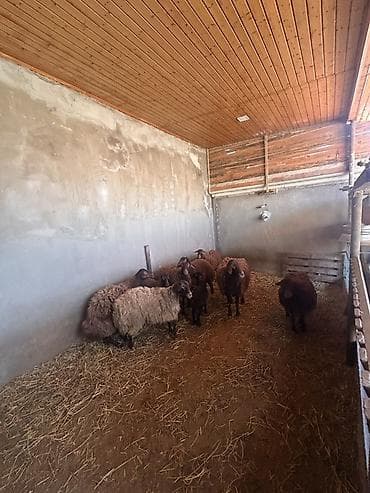 at yalinda satilan evler: 5 qoyun 1 qoç 4 quzu satılır Ünvan: Ramana kəndi əlaqə nömrəsi — 3