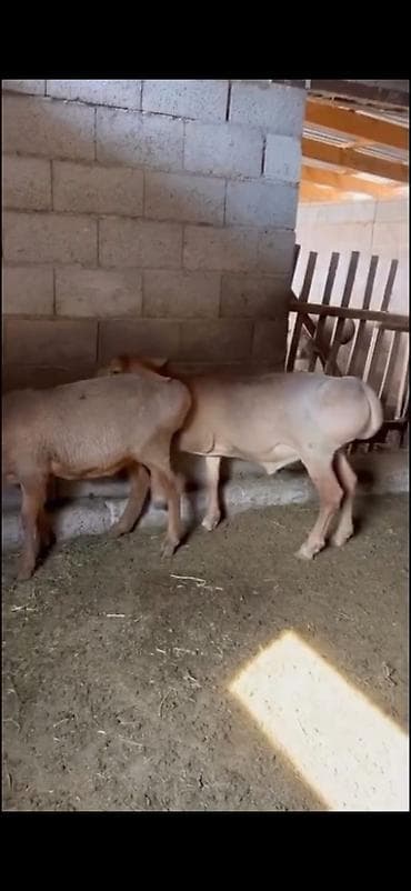 tutuquşu yemi: Satışa heyvandarlıq üçün qoç və damazlıq qoyunlar - Növ: yerli yağlı — 4