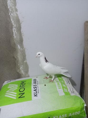 muhabbet quşu: Salam saglam quşdu ərkəydi təmiz cinsdi — 4