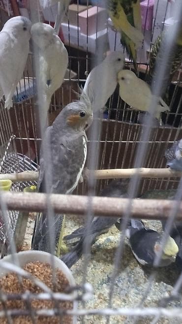 Gəmiricilər: Karella Tutuquşu Hazır cütdü 5 gündü yumurtaya düşüb, Tək halda hərəsi — 10