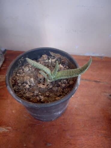 dibcek gulleri: Otaq bitkiləri 5-10 azn arası hər növ dibçək gülləri var — 2