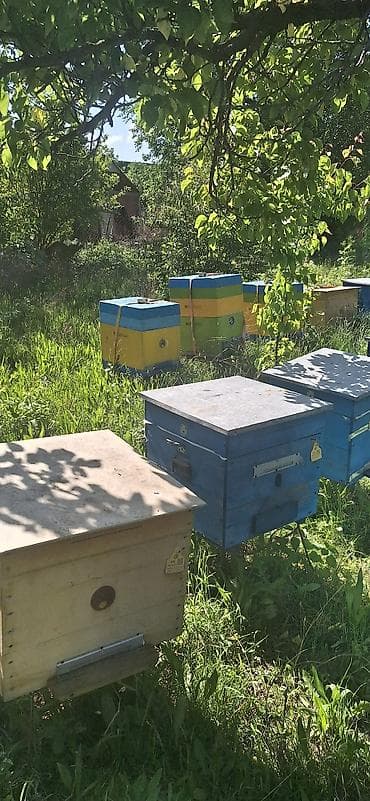 ucuz qoyun: Arıçılıq üçün hazır arı yeşikləri (kovanlar) - Taxta gövdəli, üstü — 1
