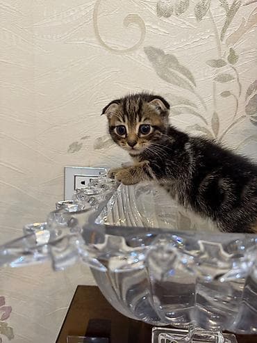 ev itləri: Şotland yastı qulaq, Erkək, Dişi, Yaxşı əllərə, Ünvandan götürmə, Pulsuz çatdırılma, Ödənişli çatdırılma — 6