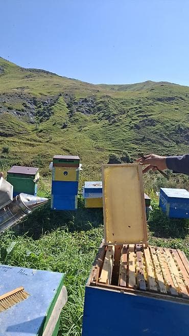 şiş burun xurma: Kəlbəcər Şan Balı Təbii şan balının saf dadını və dağ florasının — 2