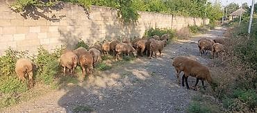 itlerin ucuz qiymete satisi: 34 baş quzu satilir ünvan Ağsu.
istəyən olsa video su var — 4