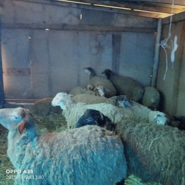 qoyun sortlari: Qoyun sürüsü satılır - Növ: Yerli ətlik-yunlu qoyunlar, qarışıqları — 3