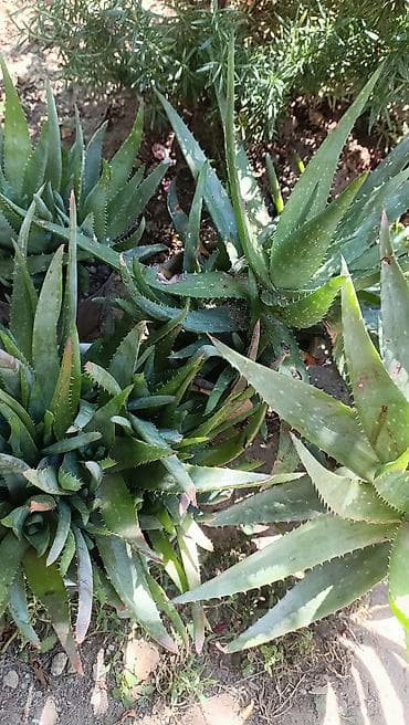 devedabani bitkisi: Müalicəvi Aloe Vera bitkisi, çox xeyirlidir, kosmetologiyada və xalq — 2