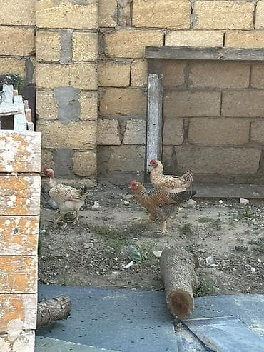 hind qysy: 1ana 18 bala bir yerdə satılır 10 hündüşka balası 8cücə 2 aylıqdırlar — 7
