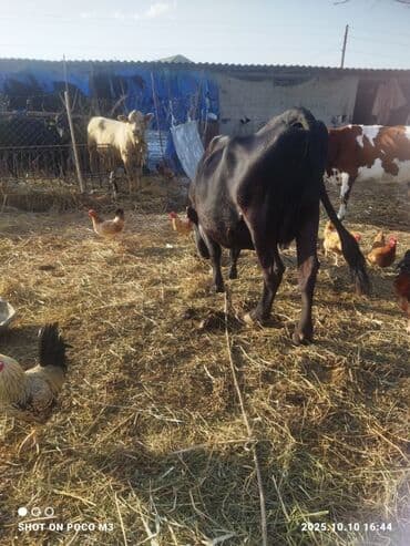 cins ineklerin satisi 2018: Erkək, il: 1, 168 kq, Ətlik, Ünvandan götürmə — 5