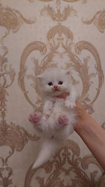 satılıq pişiklər: Şotland uzun tüklü, Dişi, Ünvandan götürmə, Ödənişli çatdırılma — 3