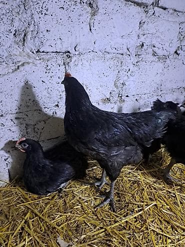 tap.az danalar: Avstralorp xoruzları satılır. 60 günlük, aktiv və sağlam quşlardır — 3