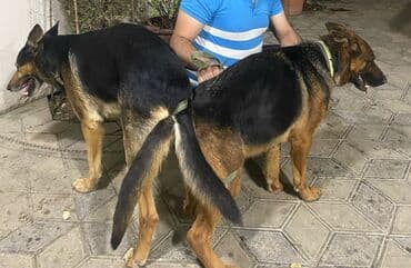 afçarka balaları: Немецкая овчарка, 1 месяц, Самка, С прививками — 4