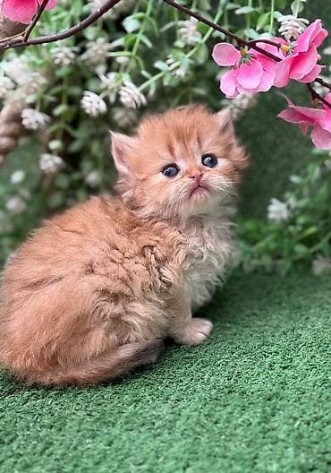 Akvariumlar: Zərif, qalın tüklü, şaftalı rəng tonlarında balaca pişik balası — 1