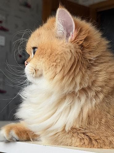 pişik adlari: Britan, Erkək — 4