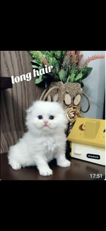 mingəcevir pişik: Şotland yastı qulaq — 5