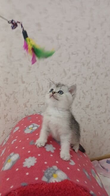 pişik sahiblendirme: Şinşilla, Erkək, Dişi, Yaxşı əllərə, Pulsuz çatdırılma — 8