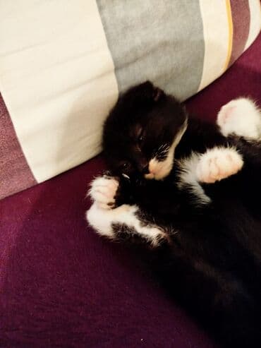 bala pisik sekilleri: Erkək, Dişi, Yaxşı əllərə, Ünvandan götürmə, Ödənişli çatdırılma, Rayonlara çatdırılma — 2