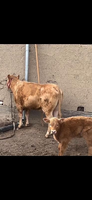 kənd heyvanları: Satlıq heyvan – inək ilə buzov dəsti - Növ: inək və yanında erkək — 3