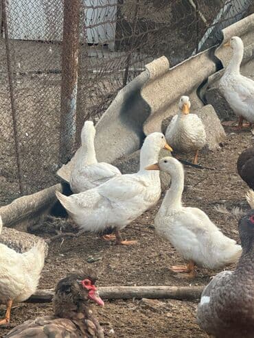 çəpiş əti: Məhsul: Ördəklər (ferma təsərrüfatı üçün) Təsvir: - Ağ Pekin ördəklər — 2